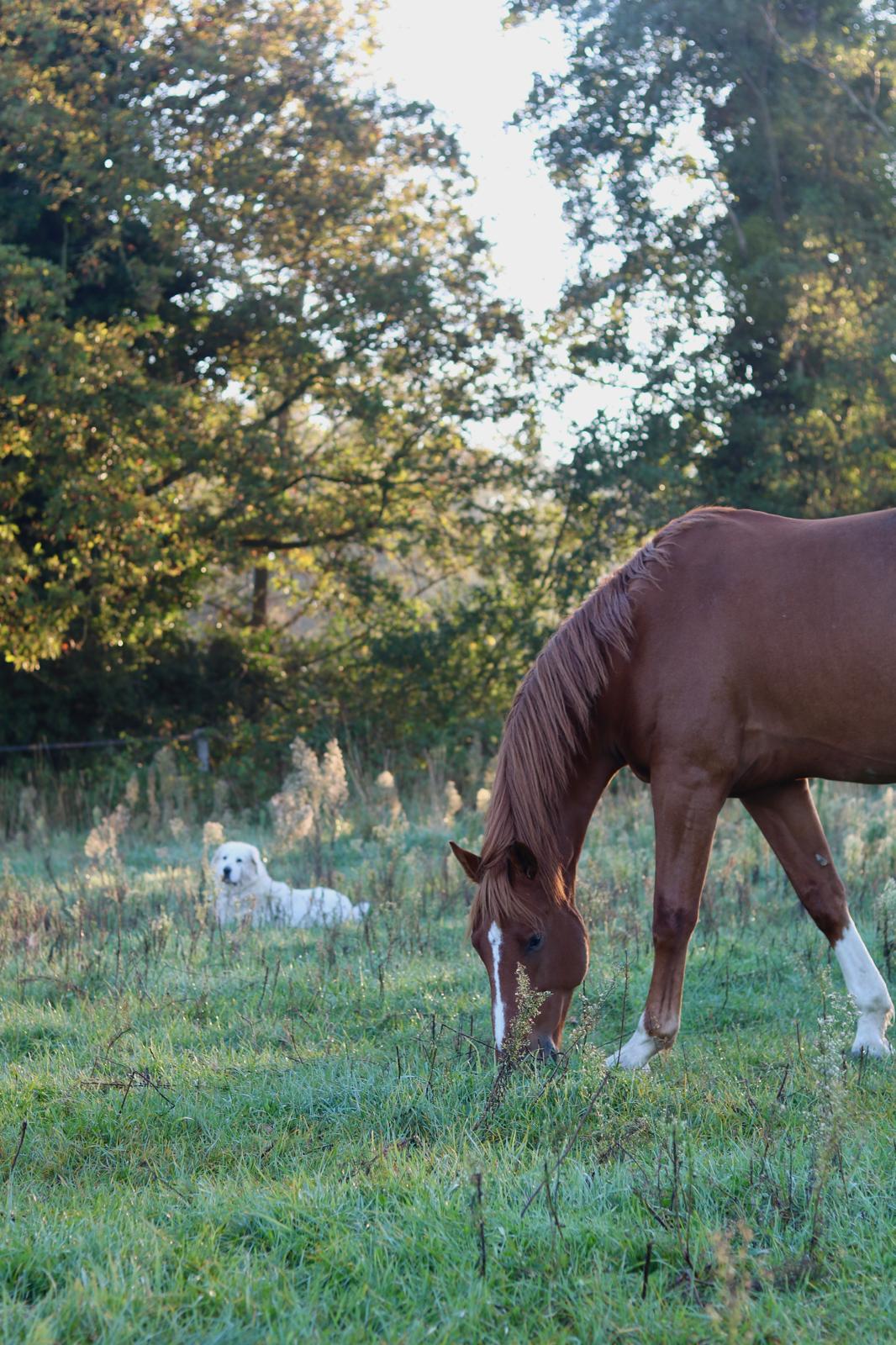 Cheval broutant dans une prairie couverte de rosée