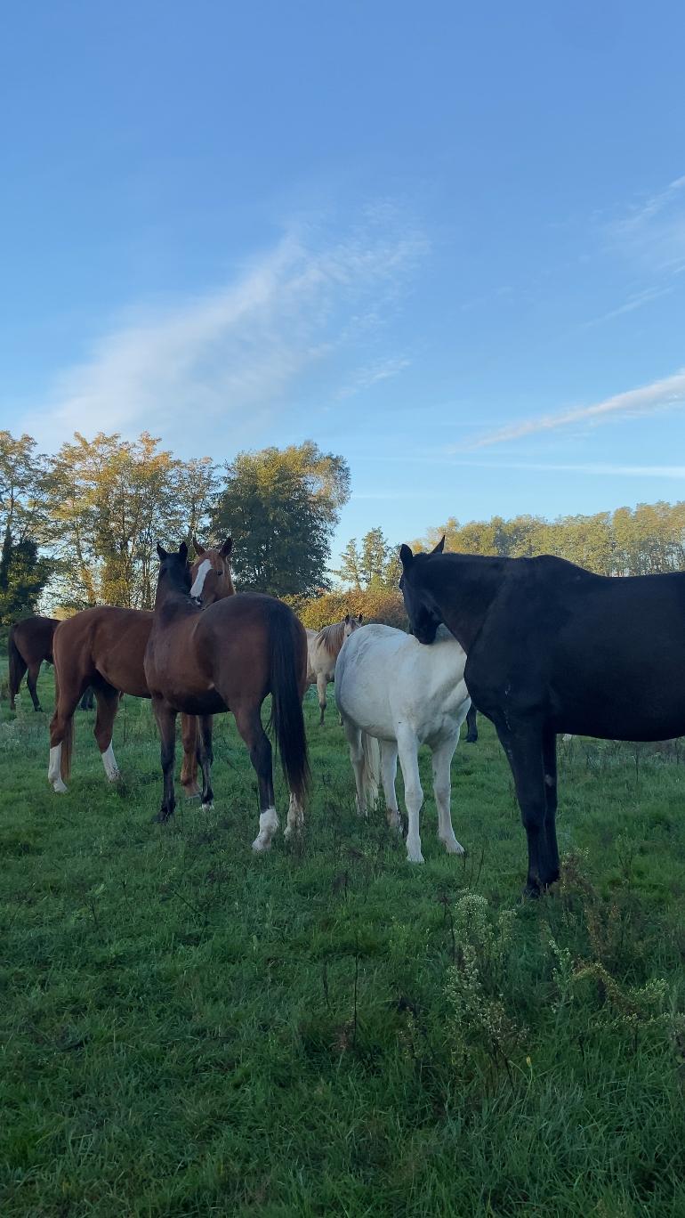 Chevaux en déplacement sur un parcours