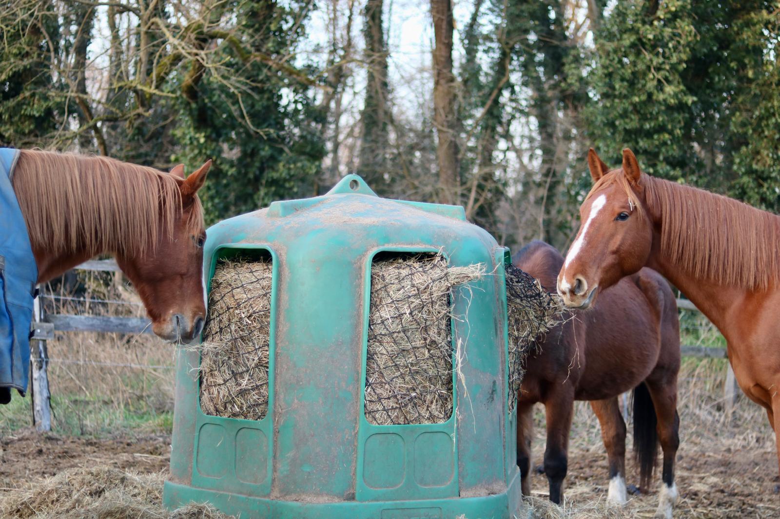 Chevaux autour d'un râtelier à foin