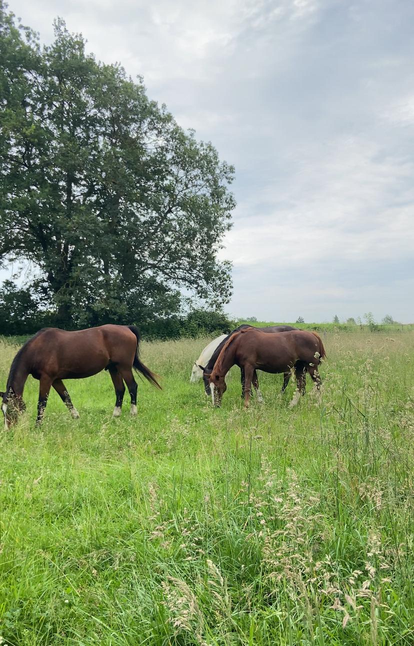 Chevaux dans une prairie aux herbes hautes